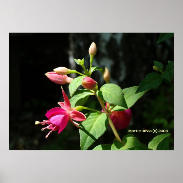 Pink Bells Poster (Vorne)