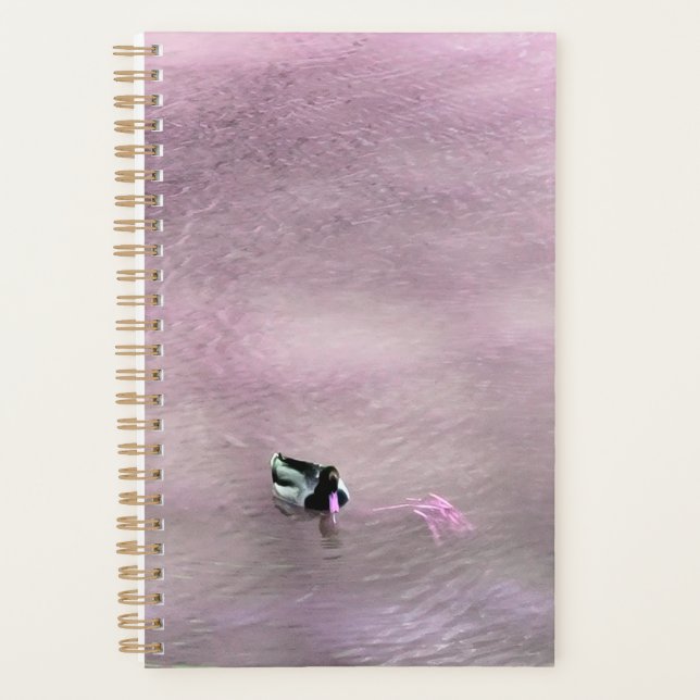 Pink Billed Duck on Water Planer (Vorderseite)