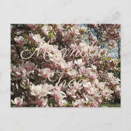 Pink Blossom Magnolia Tree Blumenfotografie Postkarte
