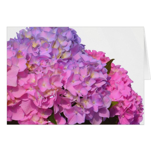 Pink Blue Hydrangeas elegante rosa violette Blumen (Vorderseite (Horizontal))