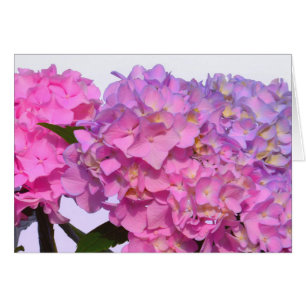 Pink Blue Hydrangeas elegante rosa violette Blumen