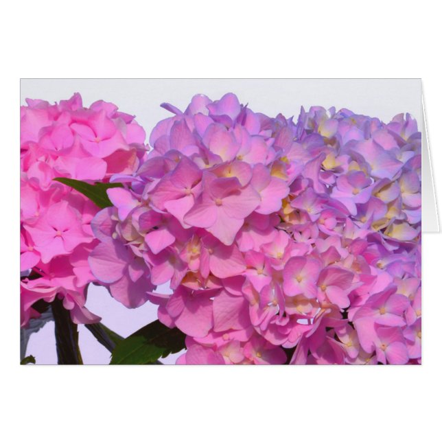 Pink Blue Hydrangeas elegante rosa violette Blumen (Vorderseite (Horizontal))