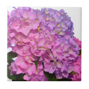 Pink Blue Hydrangeas elegante rosa violette Blumen Fliese