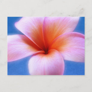 Pink & Blue Plumeria Frangipani Hawaii Blume Postkarte