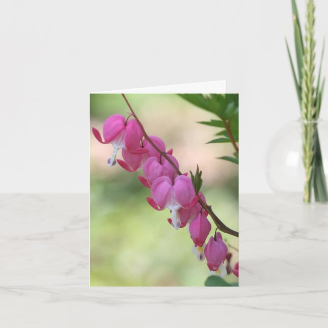 Pink Blühende Herzen Blumenfotografie  (Vorderseite)
