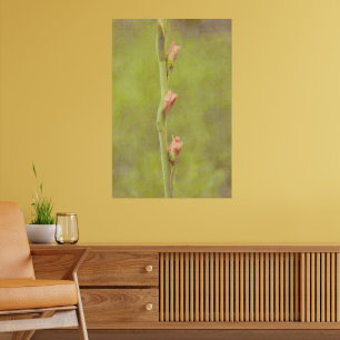 Pink Blume Buds Gladiolus Art Poster