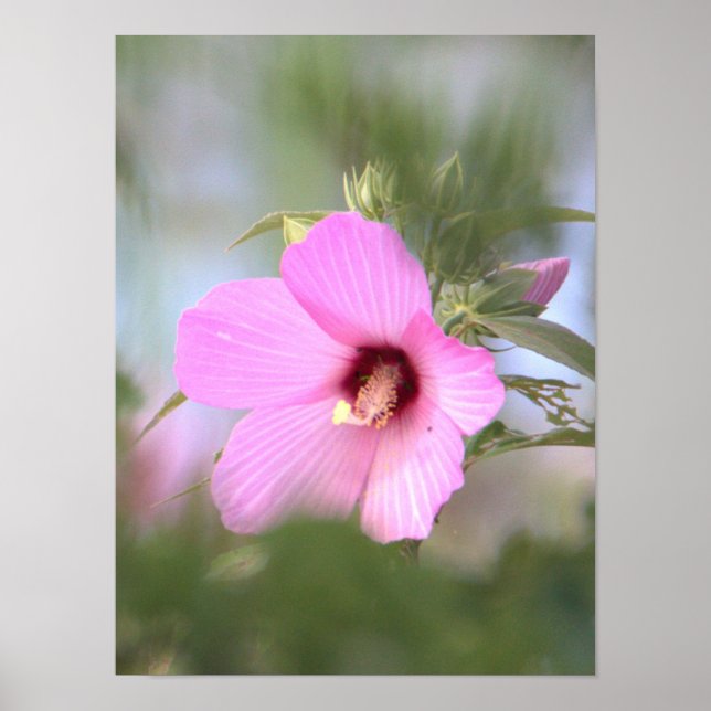 Pink Blume Foto Poster (Vorne)
