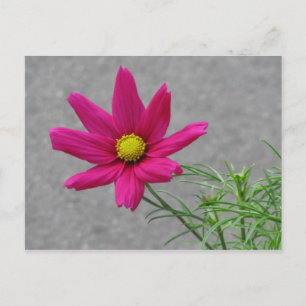 Pink-Blume-Postkarte Postkarte