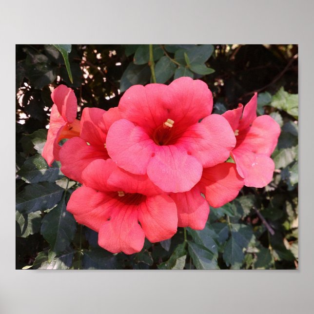 Pink Blume Value Poster Paper (Vorne)