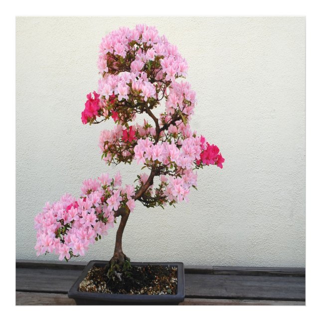 Pink Bonsai Tree Fotodruck (Vorne)