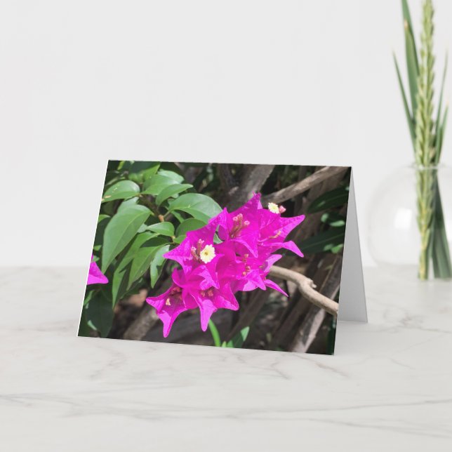 Pink Bougainvillea Blank Karte (Vorderseite)