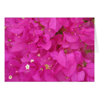 Pink Bougainvillea Blume (Griechenland)
