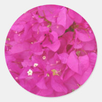 Pink Bougainvillea Blume (Griechenland)