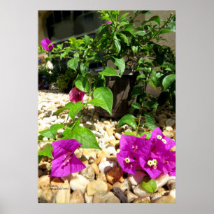 Pink Bougainvillea Blume Kies Plakat