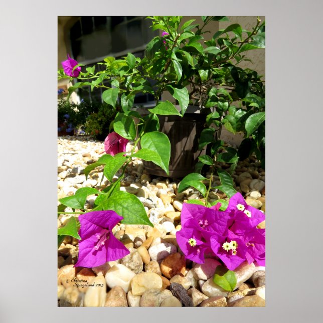 Pink Bougainvillea Blume Kies Plakat (Vorne)