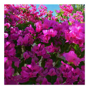 Pink Bougainvillea Blume, Poster