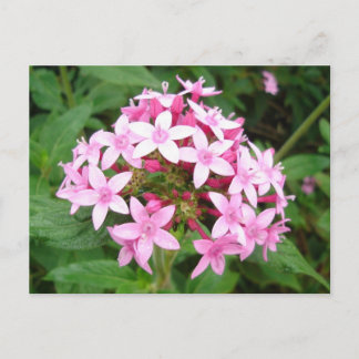 Pink Bouquet Postkarte