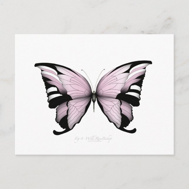 Pink Butterfly Wild Rose Bishop Postkarte (Vorderseite)