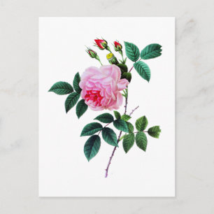 Pink Cabbage Rose von Pierre Joseph Redoute Postkarte