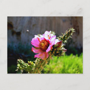 Pink Cactus Bloom mit fliegendem Bug Postkarte
