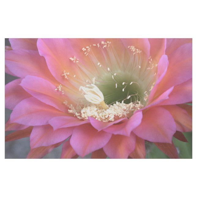 Pink Cactus Blume in der Wüste Stoff (Yard (91,4 cm))