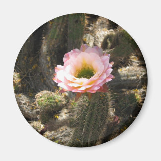 Pink Cactus Blume Magnet