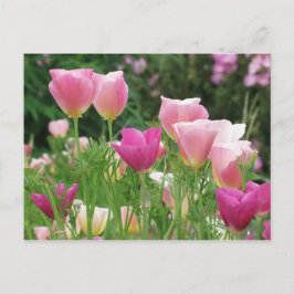 Pink Californian Poppies Postkarte