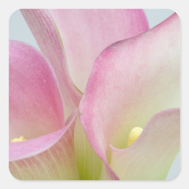 Pink Calla Lilies Quadratischer Aufkleber (Vorderseite)