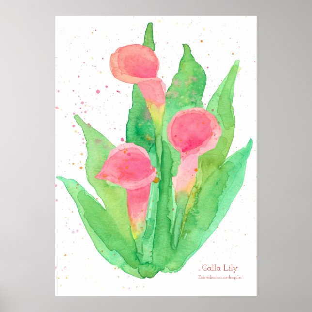 Pink Calla Lily Blume Botanisch Poster (Vorne)