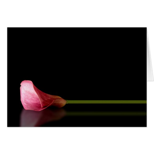 Pink Calla Lily Reflection (Vorderseite (Horizontal))