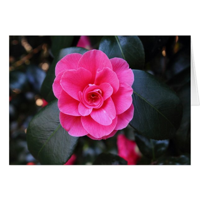 Pink Camellia (Vorderseite (Horizontal))