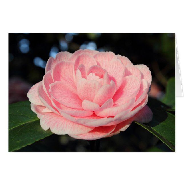 Pink Camellia (Vorderseite (Horizontal))