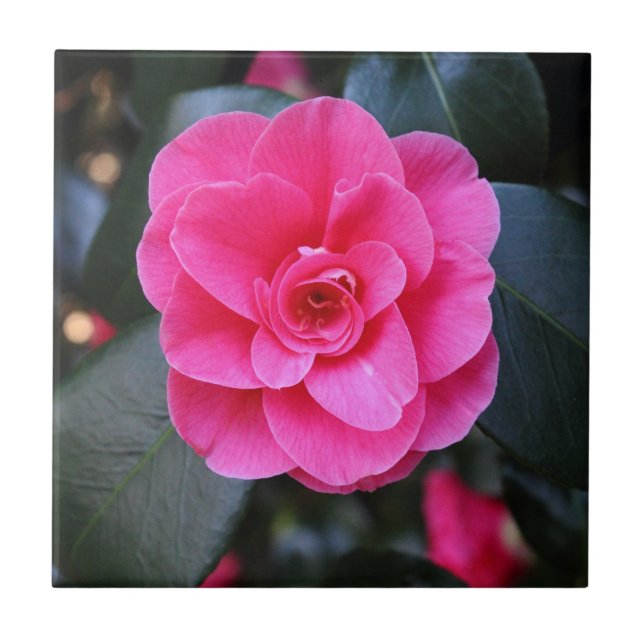 Pink Camellia Fliese (Vorderseite)