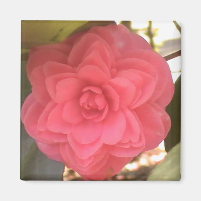 Pink Camellia Magnet (Vorne)