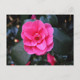 Pink Camellia Postkarte