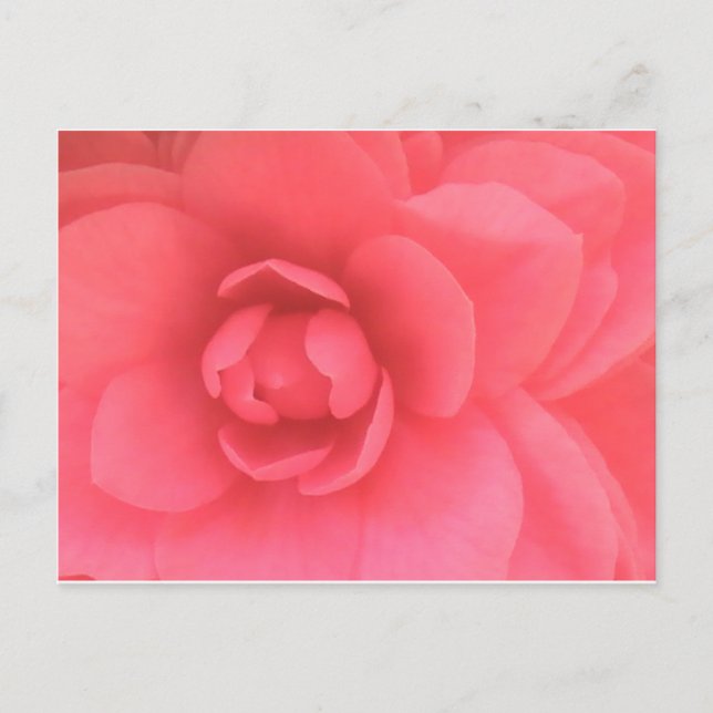 Pink Camellia Postkarte (Vorderseite)