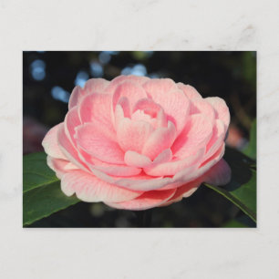 Pink Camellia Postkarte