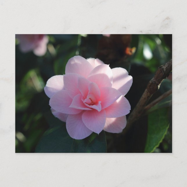 Pink Camellia Postkarte (Vorderseite)