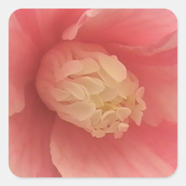 Pink Camellia Quadratischer Aufkleber (Vorderseite)