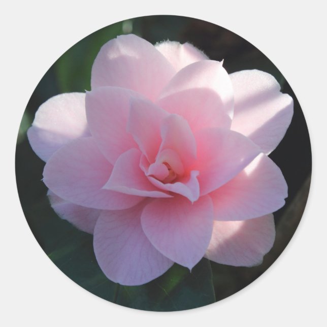 Pink Camellia Runder Aufkleber (Vorderseite)