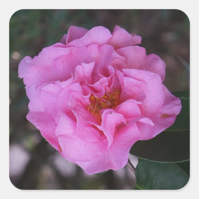 Pink Camellia Stickers (Vorderseite)