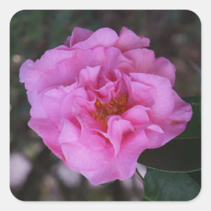 Pink Camellia Stickers