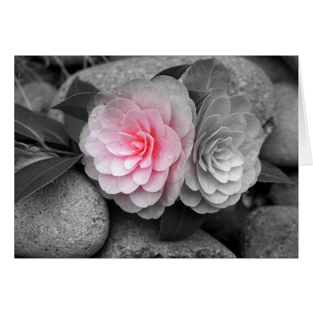Pink Camellias Fotogrusskarte (Vorderseite (Horizontal))