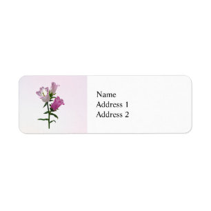 Pink Canterbury Bells
