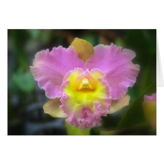 Pink Cattleya Orchid Card (Vorderseite (Horizontal))