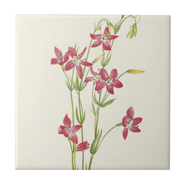 Pink Centaurium von Mary Vaux Walcott Fliese (Vorderseite)