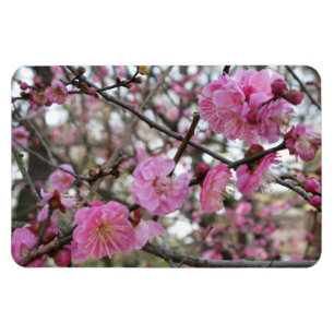Pink Cherry Blosm / Sakura / ラ(桜) Magnet