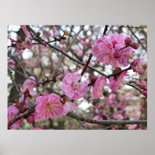 Pink Cherry Blosm / Sakura / ラ(桜) Poster