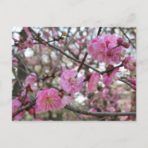 Pink Cherry Blosm / Sakura / ラ(桜) Postkarte