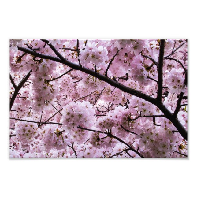 Pink Cherry Blossom Blume Canopy Fotodruck (Vorne)